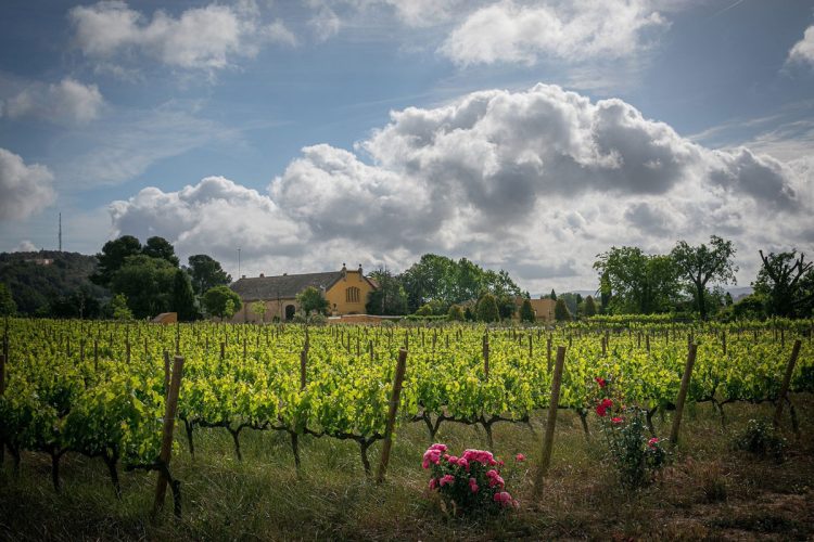 FAMILIA-TORRES-Finca-Mas-La-Plana_TGalitó-low