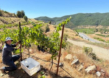 Vendimia 2025: añada cálida y de bajos rendimientos