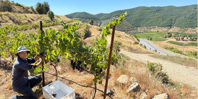 la cosecha 2025 estuvo marcada por condiciones únicas lo que requirió un trabajo minucioso para garantizar la calidad de los vinos foto miguel torres chile de chile al paladar | noticias del vino en chile Vendimia 2025: añada cálida y de bajos rendimientos