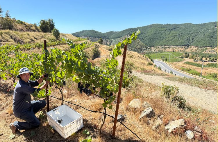 The 2025 vintage was marked by unique conditions which required meticulous work to guarantee the quality of the wines. Photo: Miguel Torres Chile.