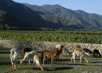 En Emiliana Organics Vineyards celebran el Mes de la Tierra