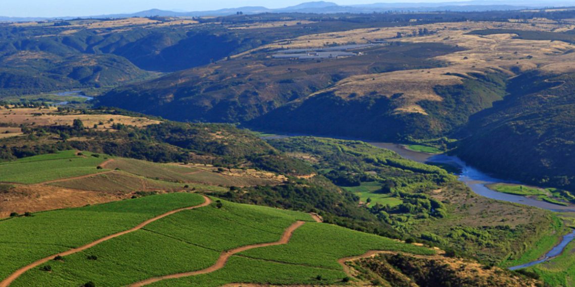 Un Chardonnay premiado para disfrutar con sabores del mar