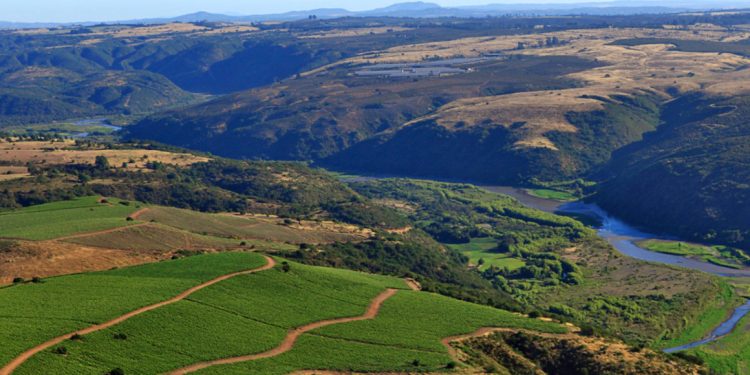 Un Chardonnay premiado para disfrutar con sabores del mar