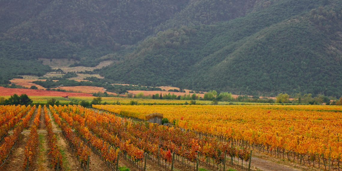 Invierno en Casablanca: la experiencia orgánica en Emiliana