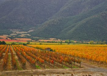 Invierno en Casablanca: la experiencia orgánica en Emiliana