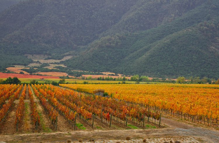 Emiliana ofrece también un picnic en sus campos para quienes buscan una experiencia al aire libre. Foto Viña Emiliana