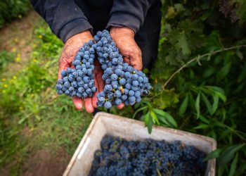 Catálogo de Selecciones entrega material vegetal de calidad sanitaria superior favoreciendo viñedos con mejor proyección a largo plazo. Foto Nick Charlesworth