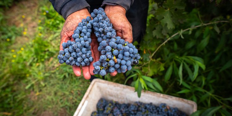 Selections Catalogue delivers plant material of superior sanitary quality favouring vineyards with better long-term projection. Photo Nick Charlesworth