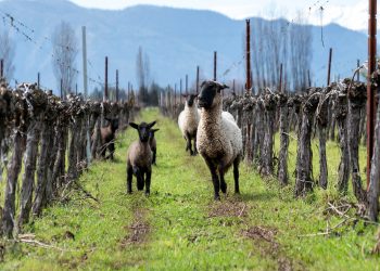 Miguel Torres Chile alcanza categoría Miembro Oro de IWCA