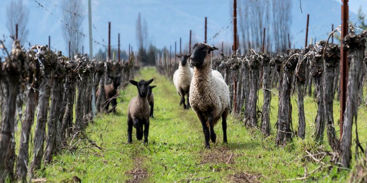 Miguel Torres Chile obtient le statut de membre d'or de l'IWCA