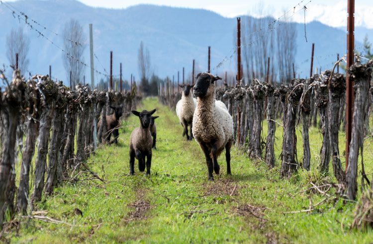 Desde Miguel Torres Chile anunciaron la finalización exitosa de su más reciente auditoría de verificación del inventario de Gases de Efecto Invernadero GEI. Foto Miguel Torres Chile