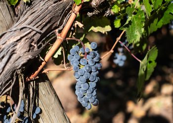 Chile se alista para XVII Congreso de Viticultura y Enología