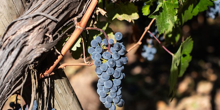 Chile se alista para XVII Congreso de Viticultura y Enología