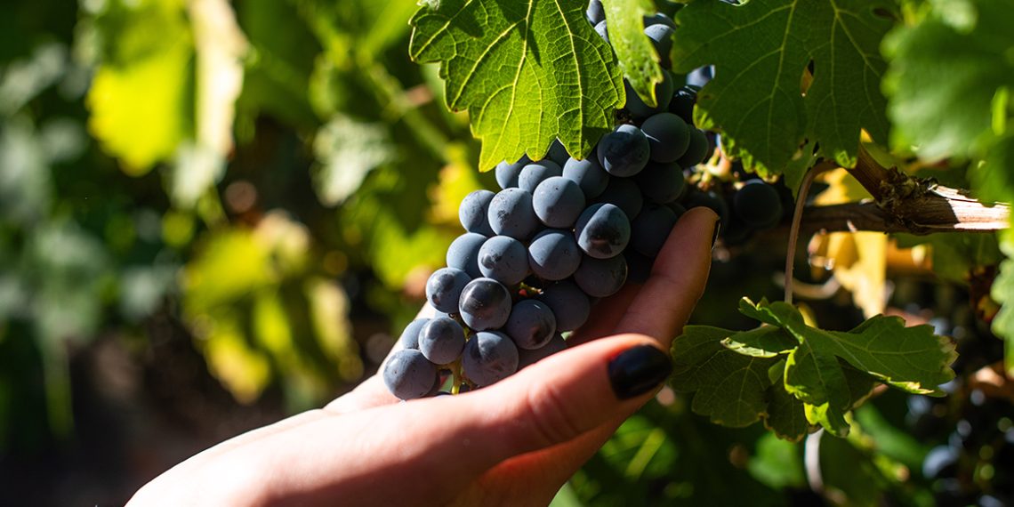 ANIAE emite Primer Informe de Previsión de Vendimia 2026