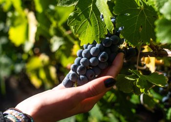 ANIAE emite Primer Informe de Previsión de Vendimia 2026