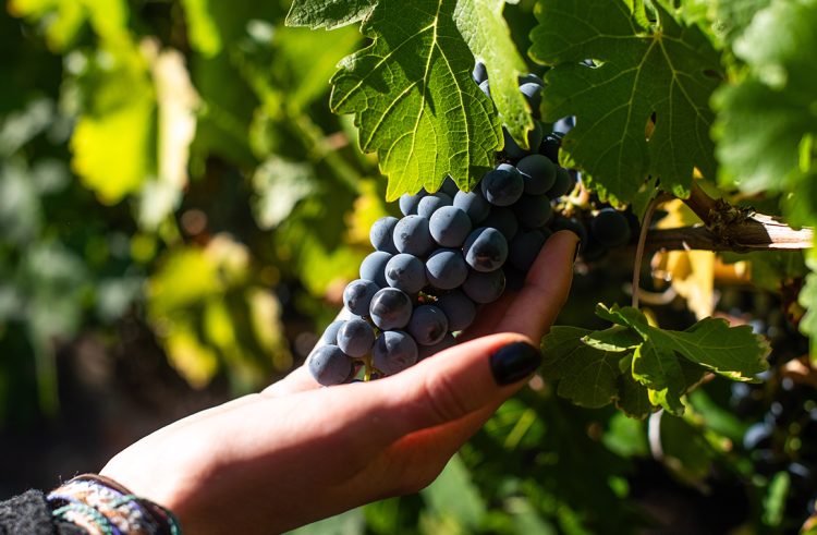 El Primer Informe de Previsión de Vendimia 2026 proporciona una visión preliminar de condiciones productivas a lo largo de Chile vitivinícola durante la primera etapa de la temporada 2025-2026. Foto Nick Charlesworth.