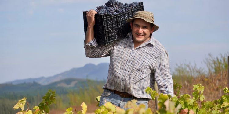 Víctor Castellón propietario y fundador de Viña Castellón