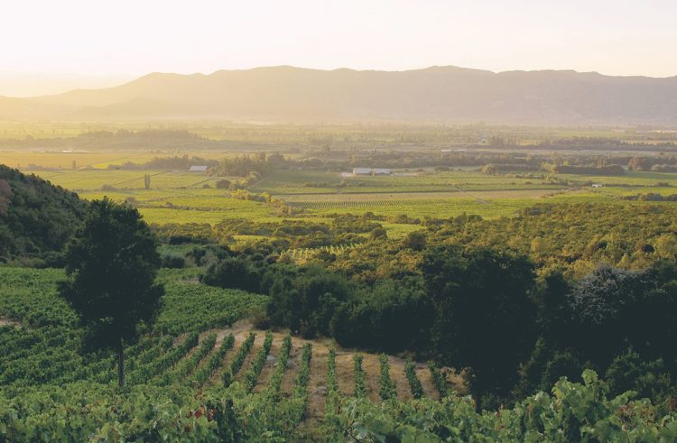 Emiliana es una viña líder en materia de sustentabilidad en Chile y reconocida internacionalmente por su compromiso con la agricultura orgánica. Foto: Viña Emiliana