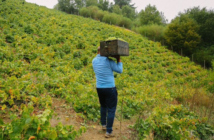 La versión 2026 reunirá vinos provenientes de los valles de Itata, Biobío, Malleco, Cautín, Osorno y Chile Chico. Foto. Guía de Vinos de Itata.